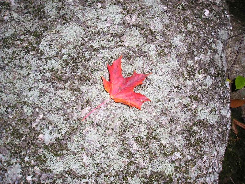 Hibbard (2).JPG - The foliage was in full color the day we did the hike.